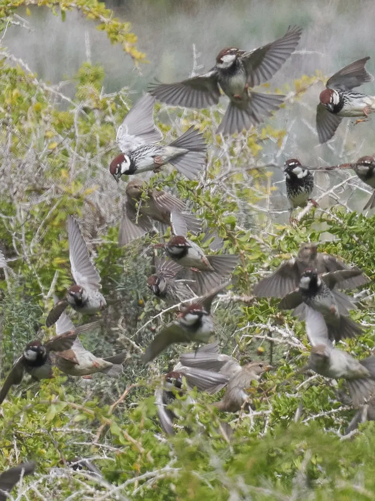 黑胸麻雀(Passer hispaniolensis)