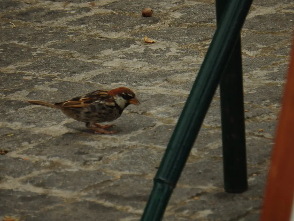 黑胸麻雀(Passer hispaniolensis)