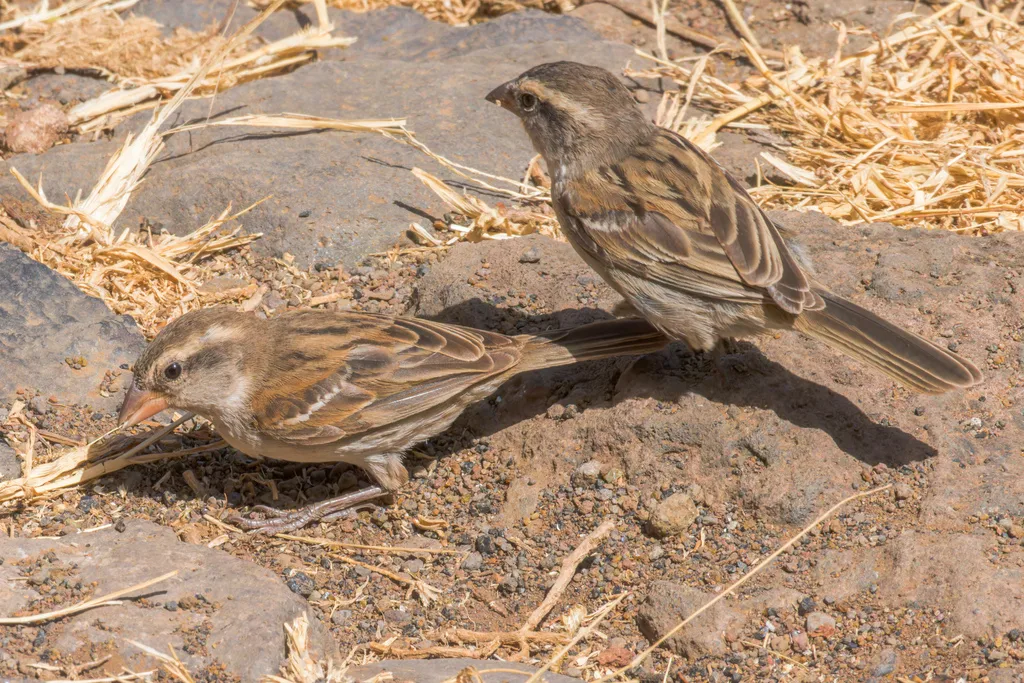 棕背麻雀(Passer iagoensis)