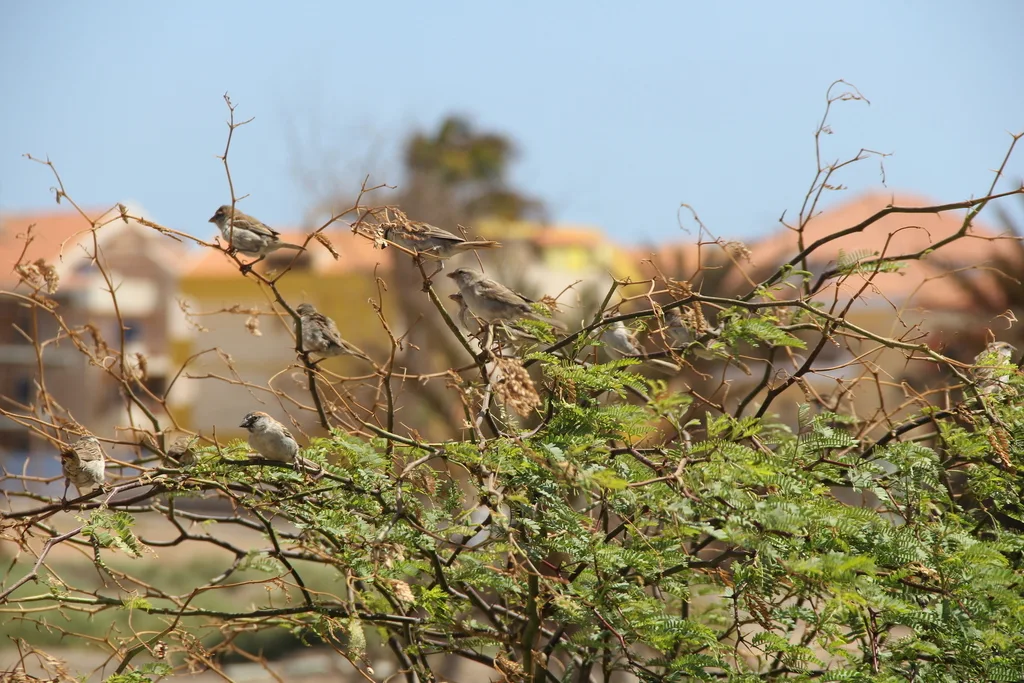 棕背麻雀(Passer iagoensis)