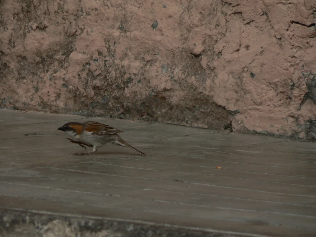 棕背麻雀(Passer iagoensis)