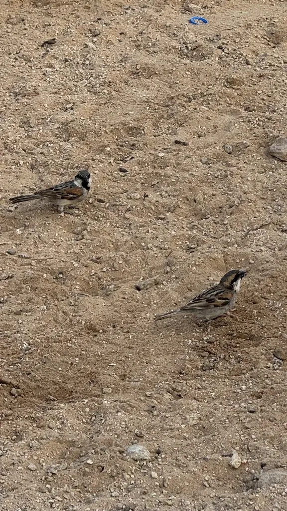 索岛麻雀(Passer insularis)
