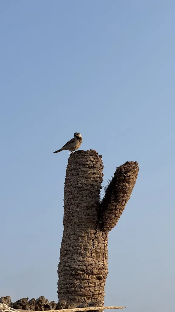 索岛麻雀(Passer insularis)
