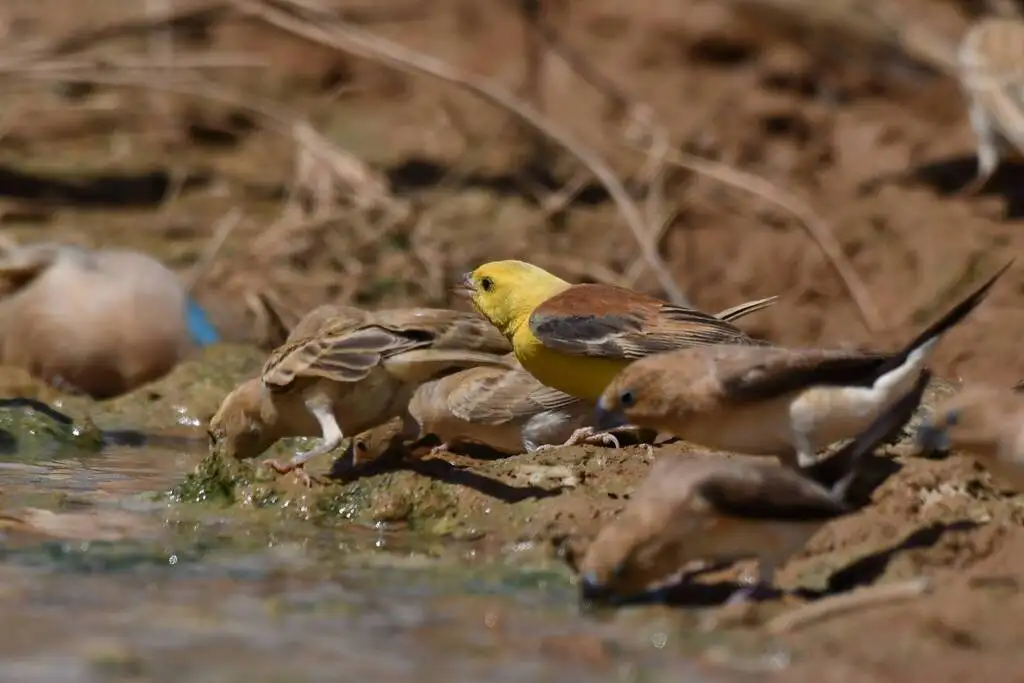 金麻雀(Passer luteus)