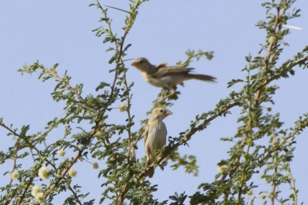 金麻雀(Passer luteus)