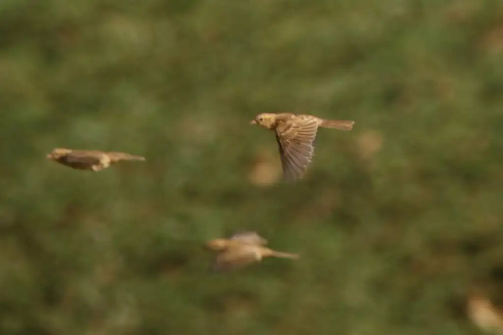 金麻雀(Passer luteus)