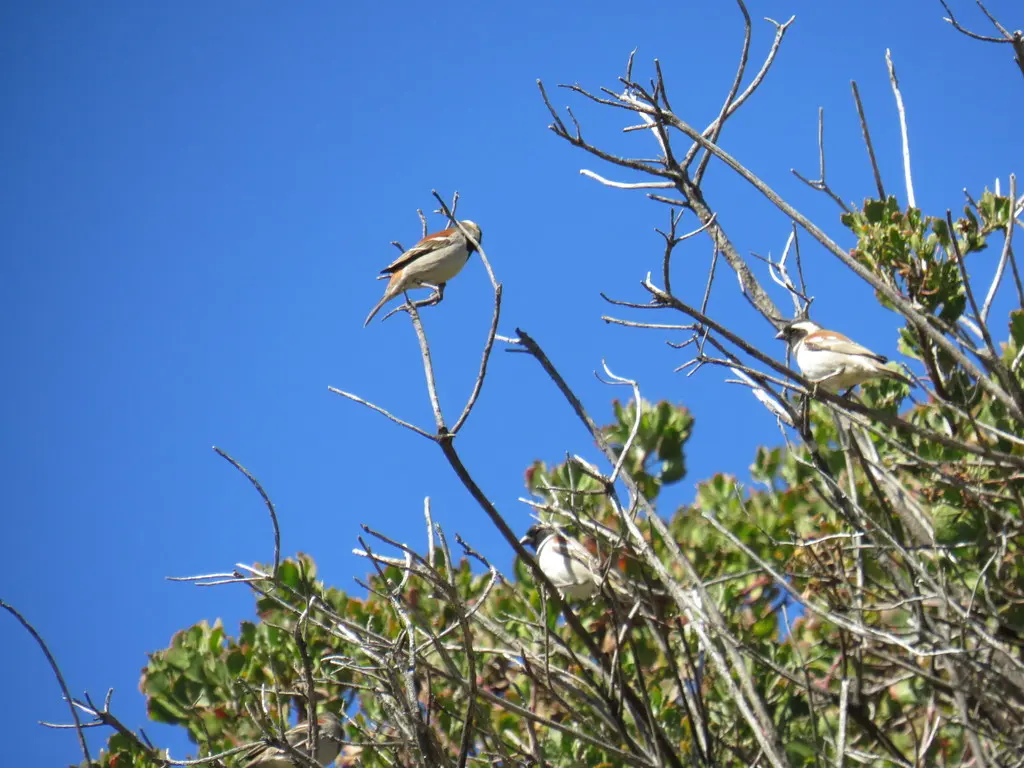 南非麻雀(Passer melanurus)