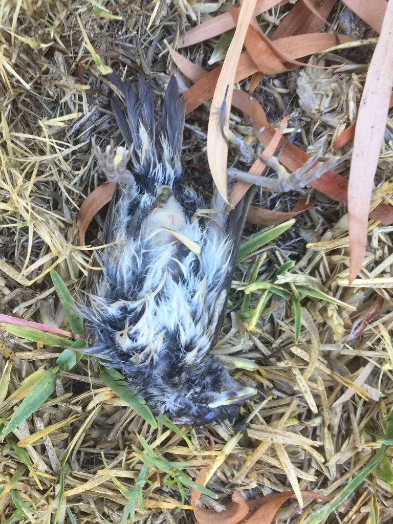 南非麻雀(Passer melanurus)