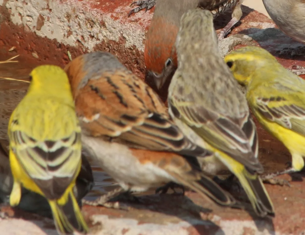 棕麻雀(Passer motitensis)