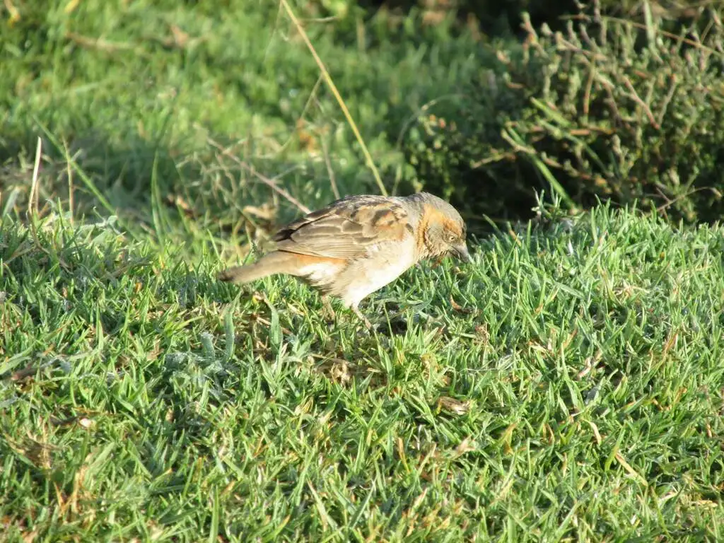 肯尼亚麻雀(Passer rufocinctus)