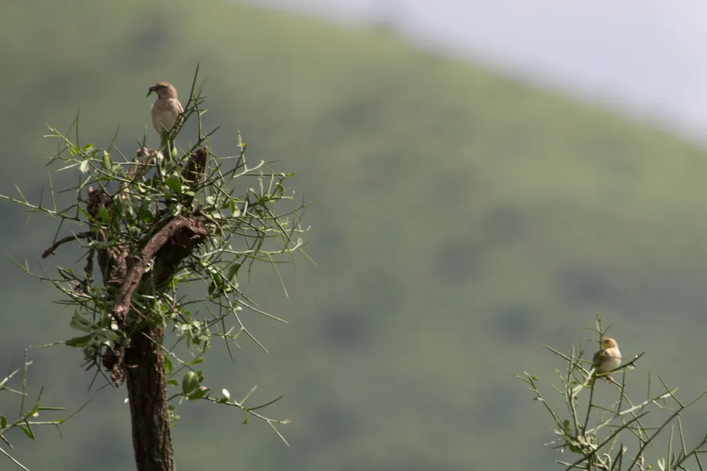 肯尼亚麻雀(Passer rufocinctus)