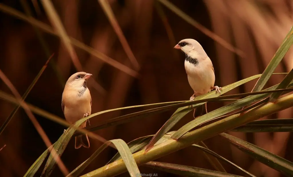 荒漠麻雀(Passer simplex)