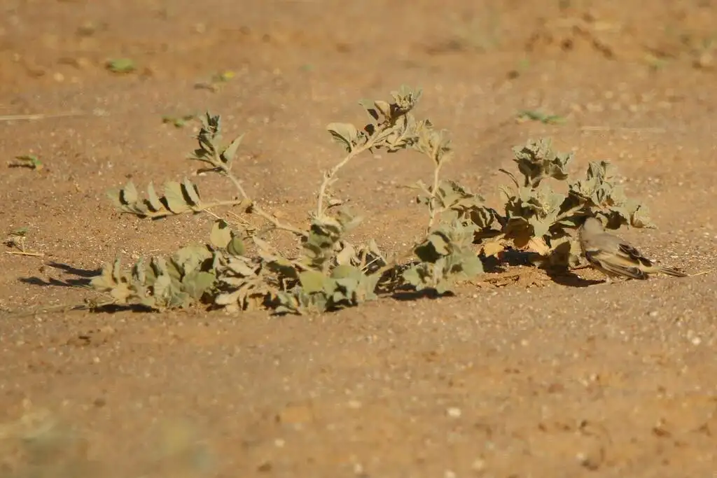 荒漠麻雀(Passer simplex)