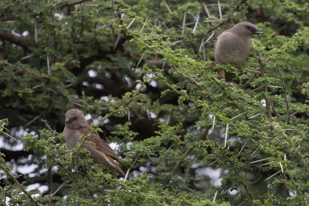 东非麻雀(Passer suahelicus)