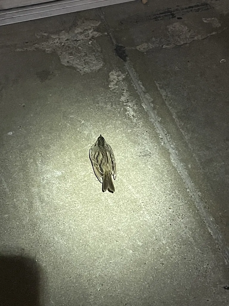 稀树草鹀(Passerculus sandwichensis)