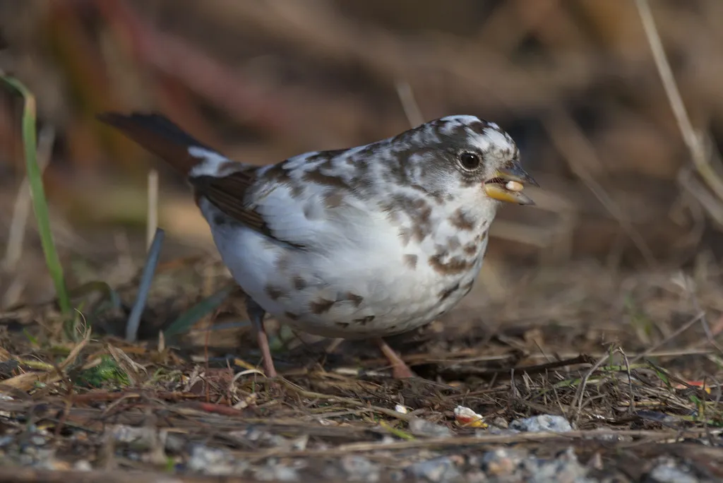狐色雀鹀（Passerella iliaca）