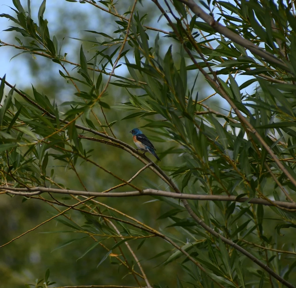 白腹蓝彩鹀(Passerina amoena)