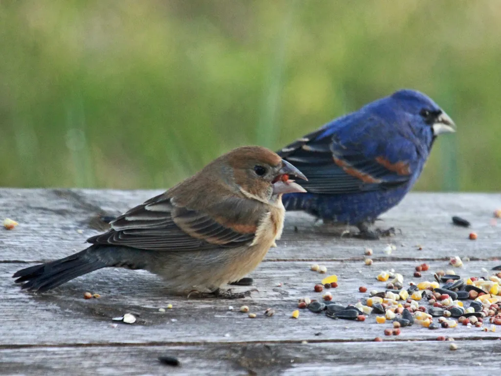 斑翅蓝彩鹀(Passerina caerulea)