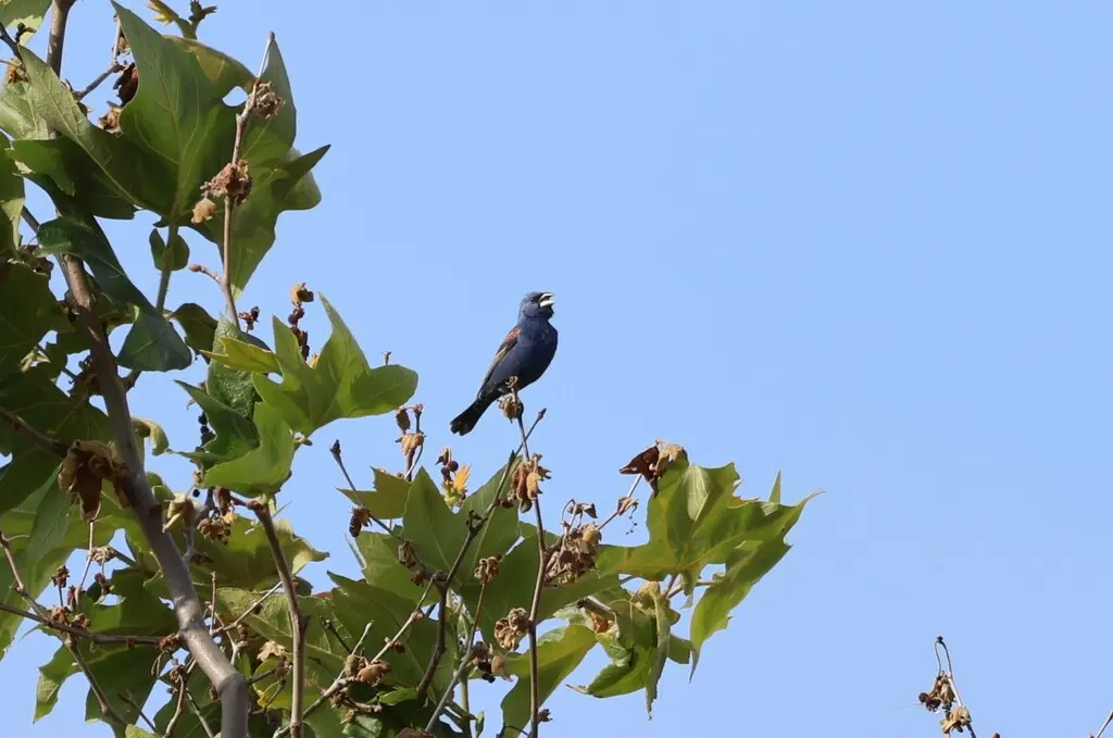 斑翅蓝彩鹀(Passerina caerulea)