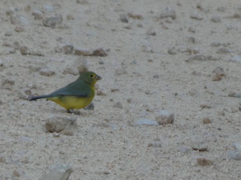 橙胸彩鹀(Passerina leclancherii)