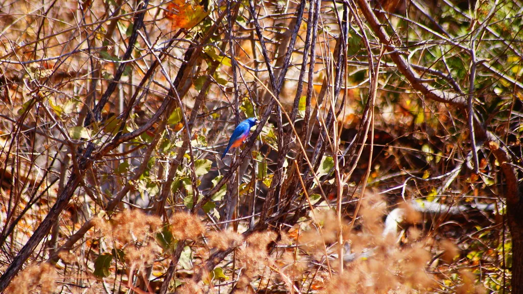 粉腹彩鹀(Passerina rositae)