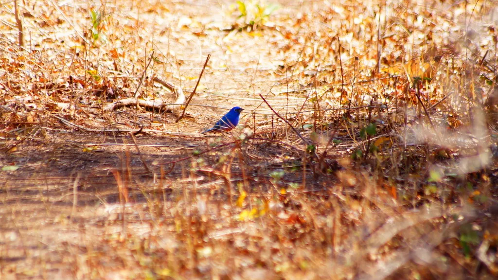 粉腹彩鹀(Passerina rositae)