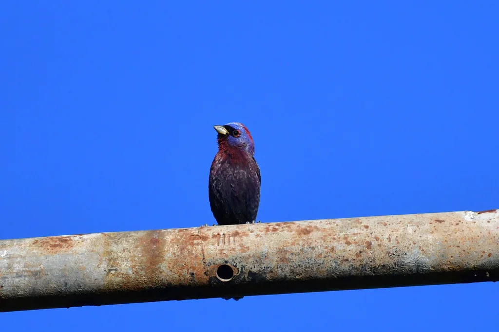 杂色彩鹀(Passerina versicolor)