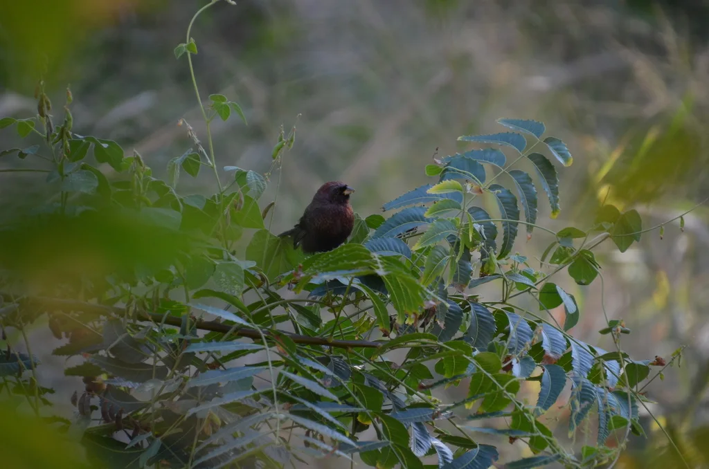 杂色彩鹀(Passerina versicolor)