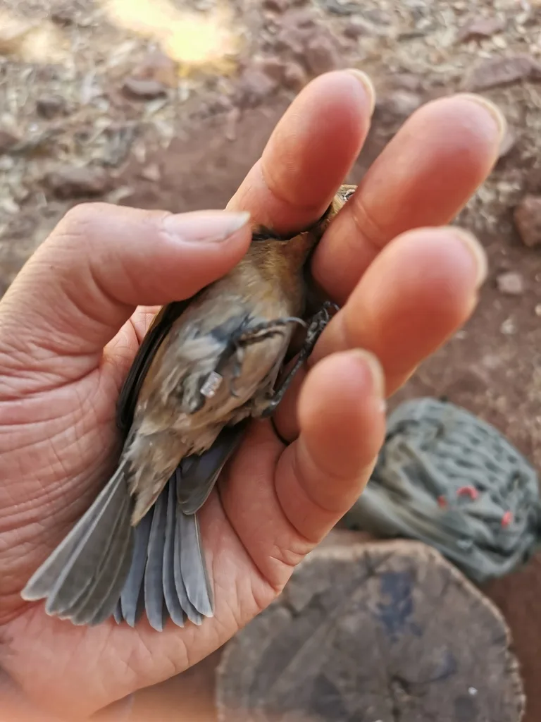 杂色彩鹀(Passerina versicolor)