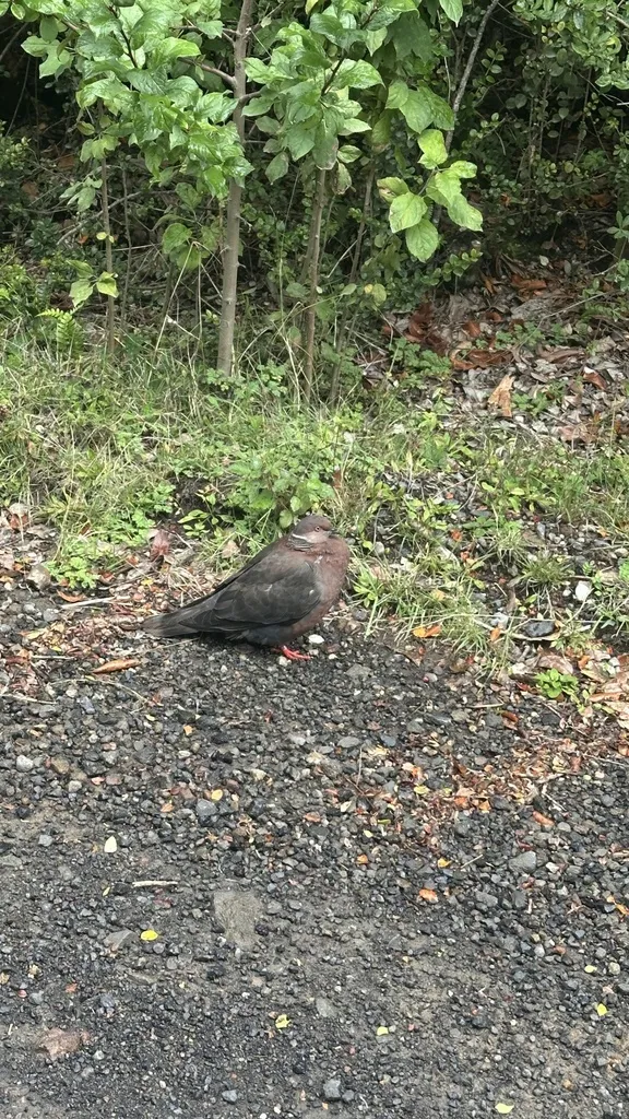 智利鸽(Patagioenas araucana)