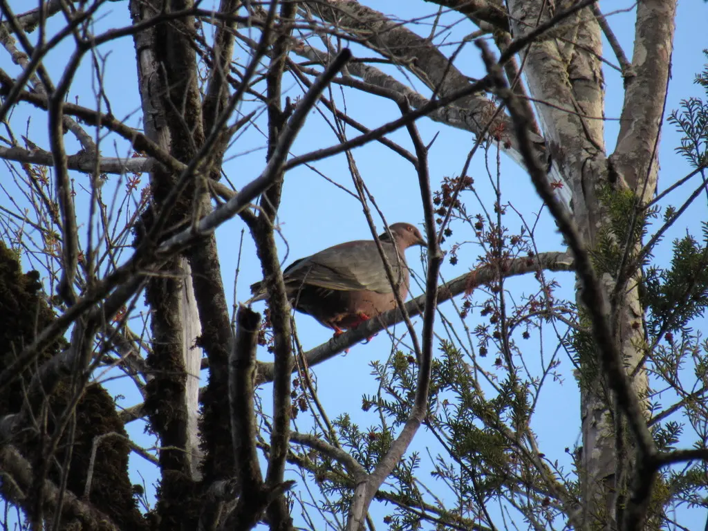 智利鸽(Patagioenas araucana)
