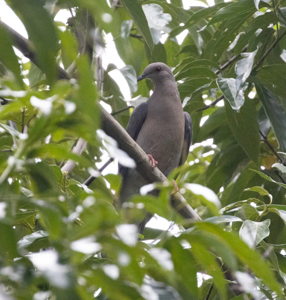 环尾鸽(Patagioenas caribaea)