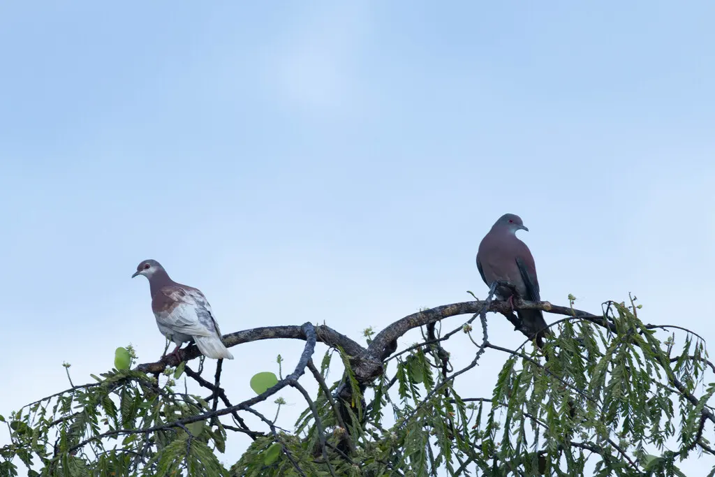 淡腹鸽(Patagioenas cayennensis)