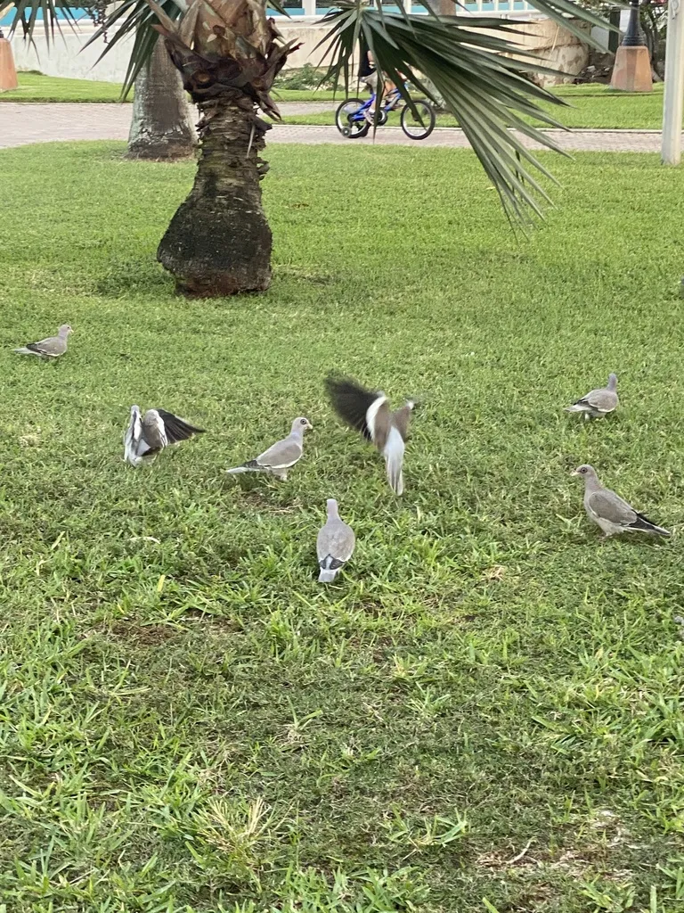 裸眶鸽(Patagioenas corensis)