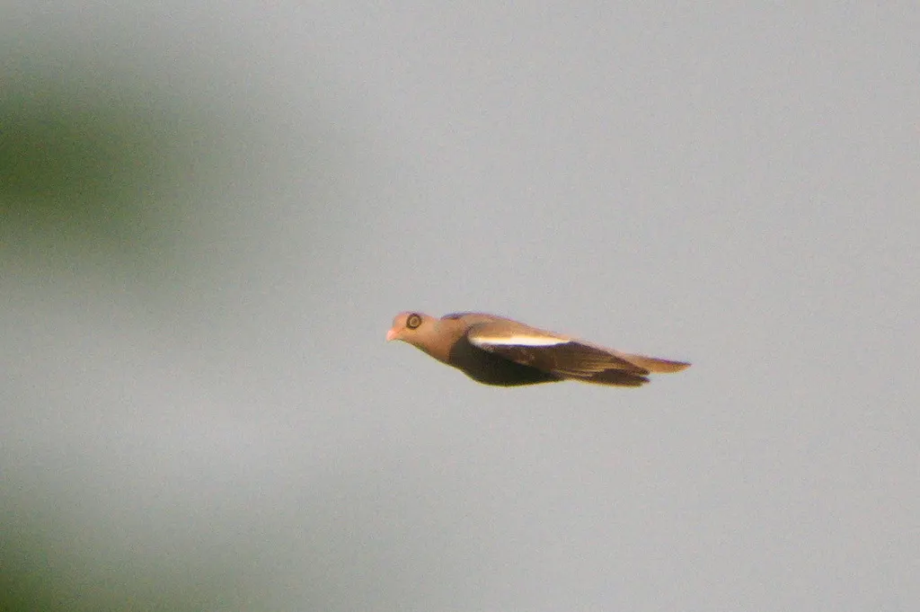 裸眶鸽(Patagioenas corensis)