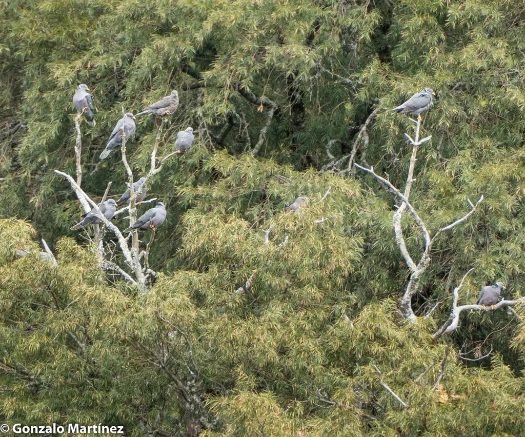 北斑尾鸽（Patagioenas fasciata）