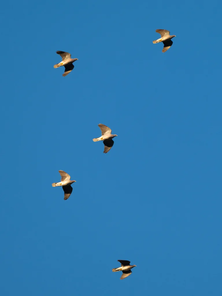 北斑尾鸽（Patagioenas fasciata）