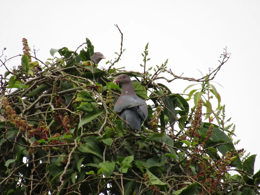 红嘴鸽(Patagioenas flavirostris)