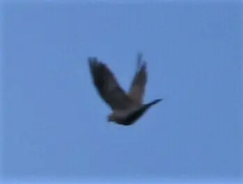红嘴鸽(Patagioenas flavirostris)