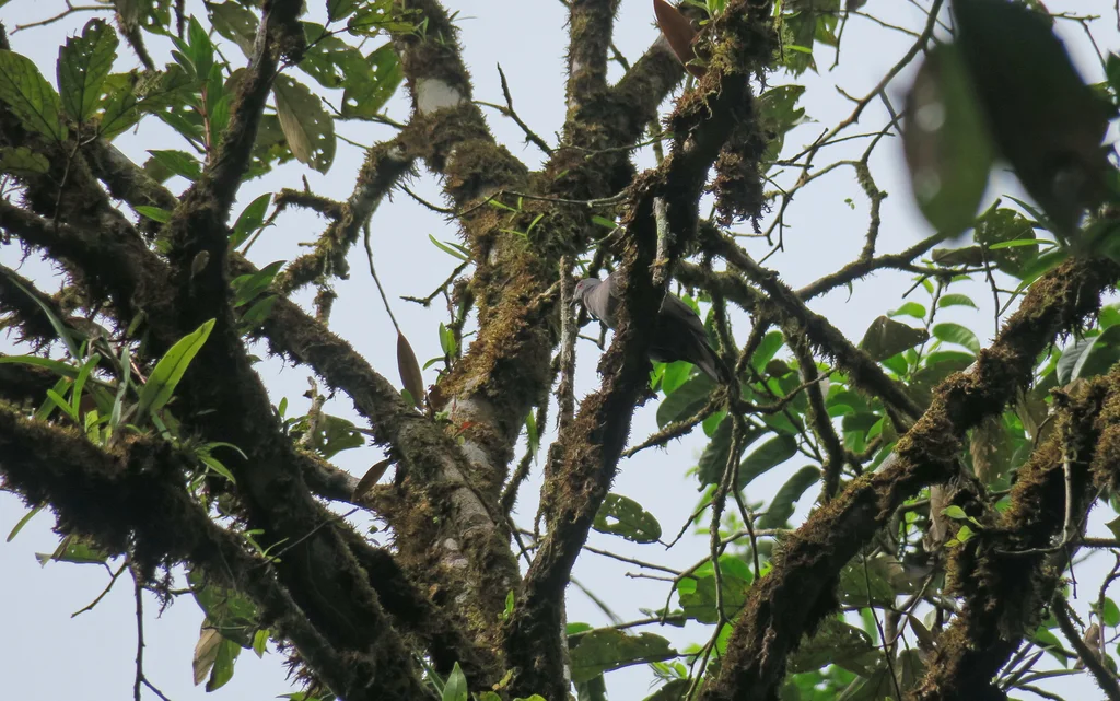 乌鸽(Patagioenas goodsoni)