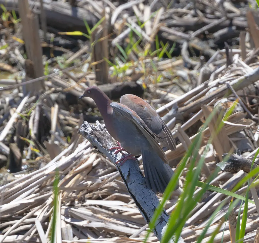 纯色鸽（Patagioenas inornata）