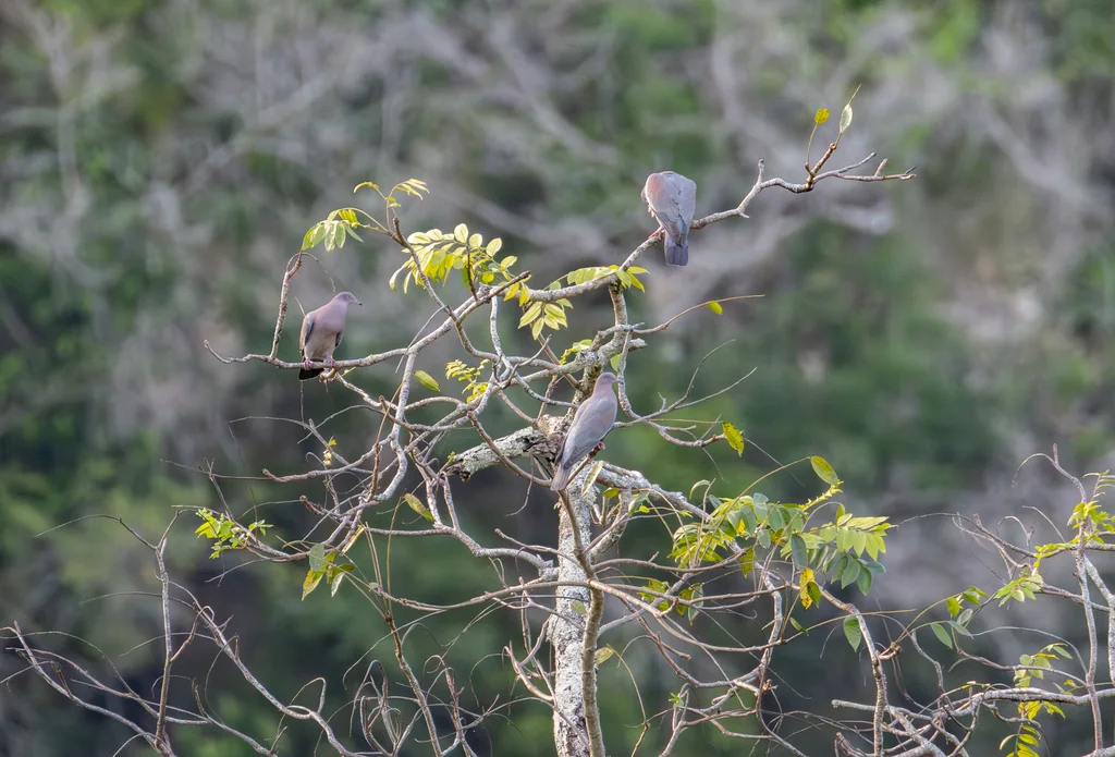 纯色鸽（Patagioenas inornata）
