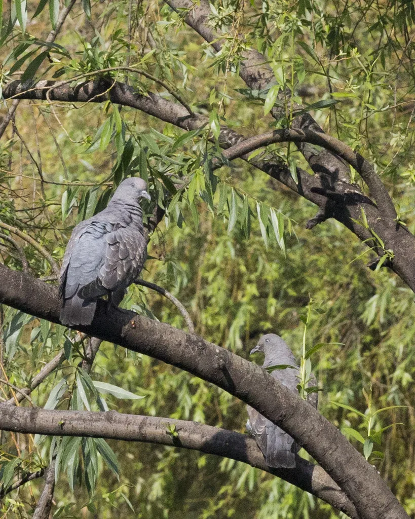 斑翅鸽(Patagioenas maculosa)