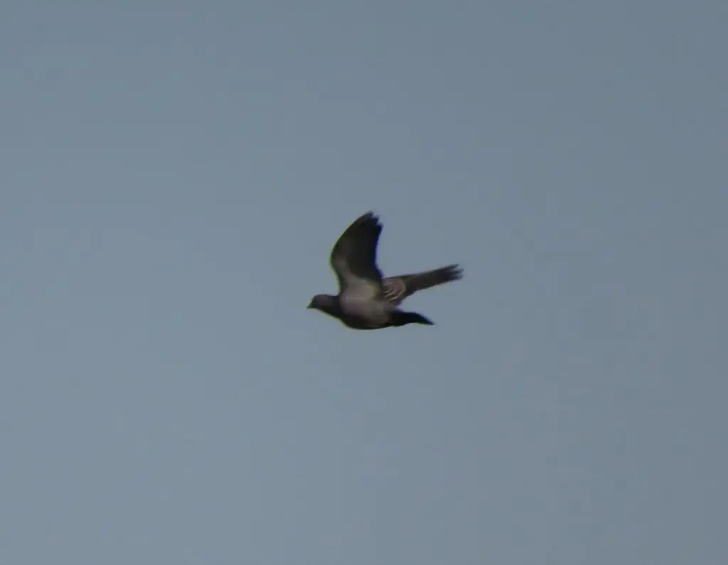 斑翅鸽(Patagioenas maculosa)