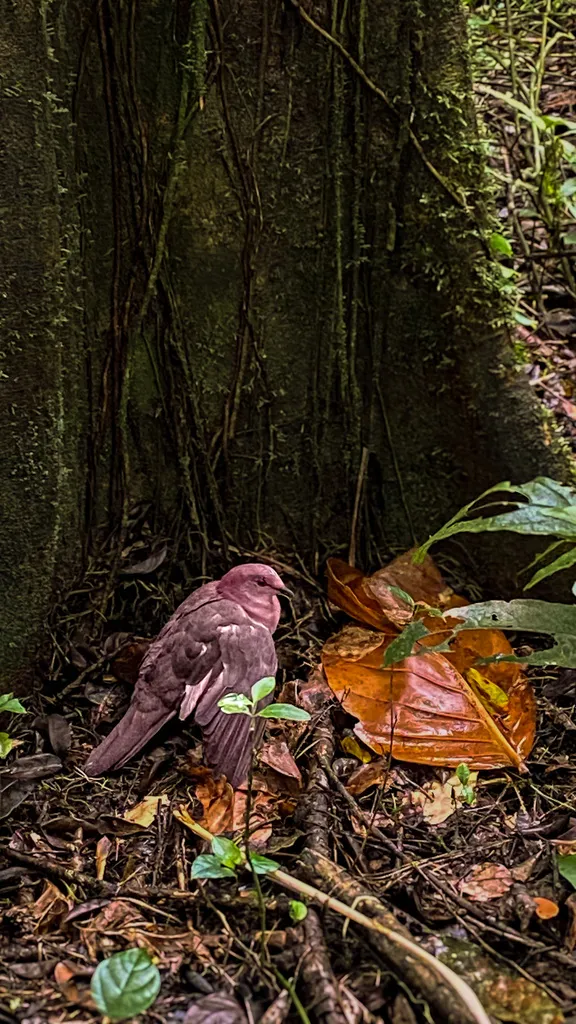 短嘴鸽(Patagioenas nigrirostris)