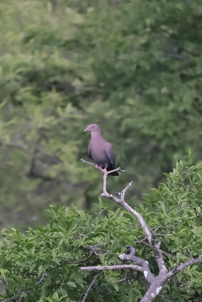 秘鲁鸽(Patagioenas oenops)