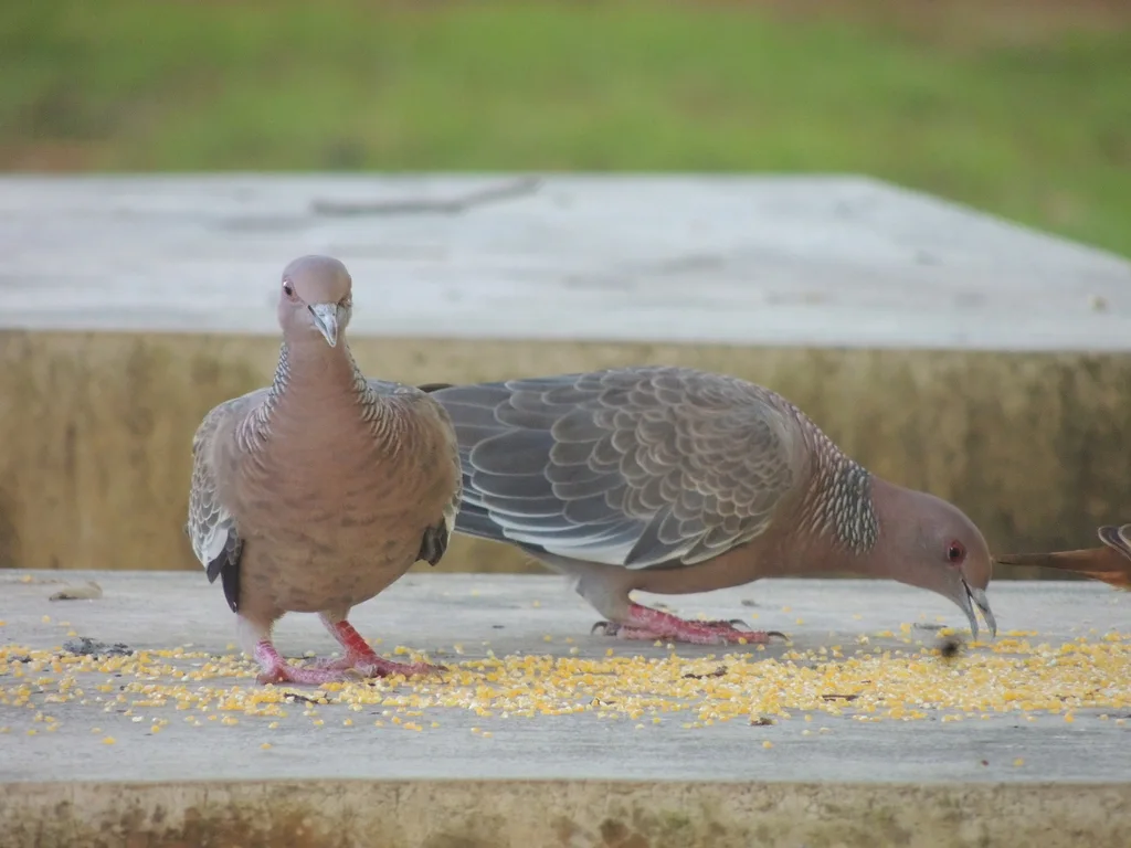 红头鸽(Patagioenas picazuro)