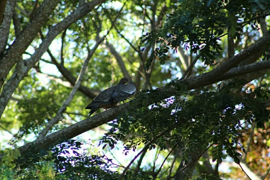 红头鸽(Patagioenas picazuro)
