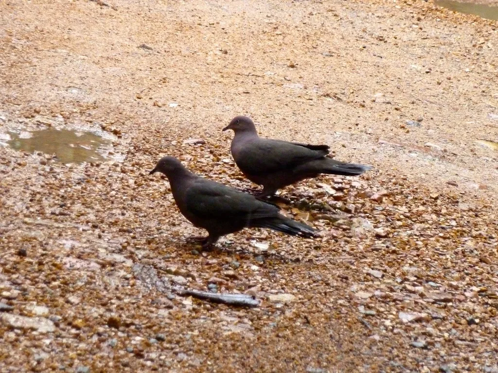 铅灰鸽(Patagioenas plumbea)