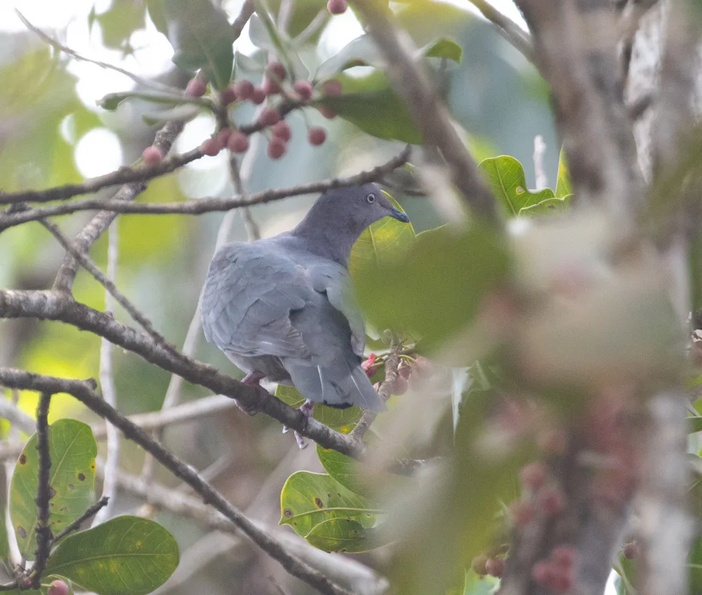 铅灰鸽(Patagioenas plumbea)